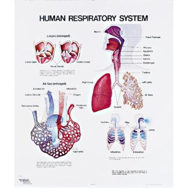 Charts/Posters, Respiratory Chart Mounted